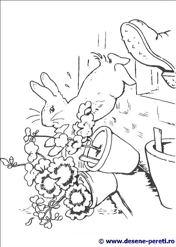 peter rabbit desene colorat